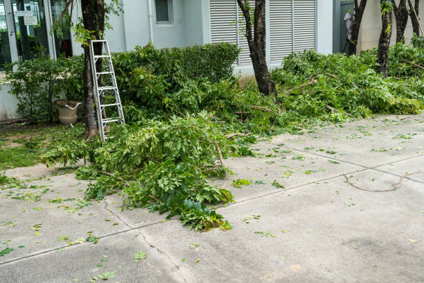 Best Storm Damage Tree Cleanup  in Northumberland, PA