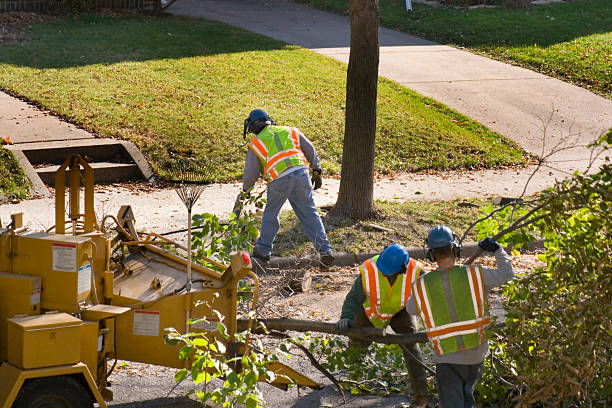  Northumberland, PA Tree Services Pros