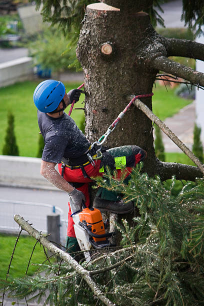 Best Lawn Mowing  in Northumberland, PA