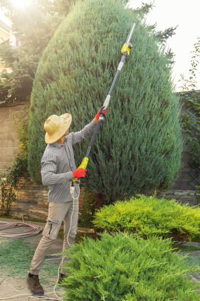 Best Tree Trimming and Pruning  in Northumberland, PA