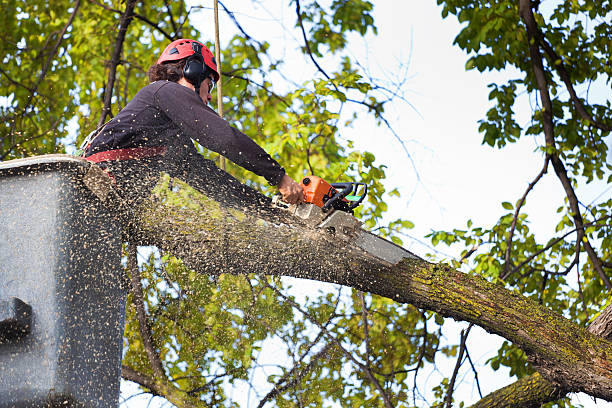 Tree and Shrub Care in Northumberland, PA